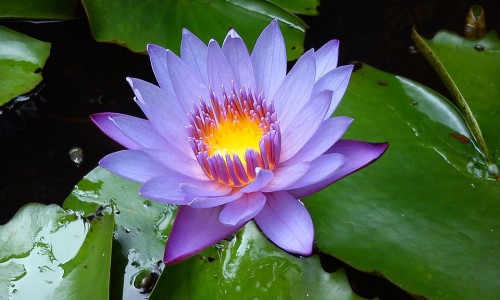 三岁一直发烧不出汗是怎么回事啊-专业3岁孩子不出汗怎么治疗平台-三岁宝宝光发烧没别的症状怎么办